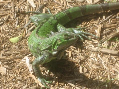 20060120083547   Our little green friend